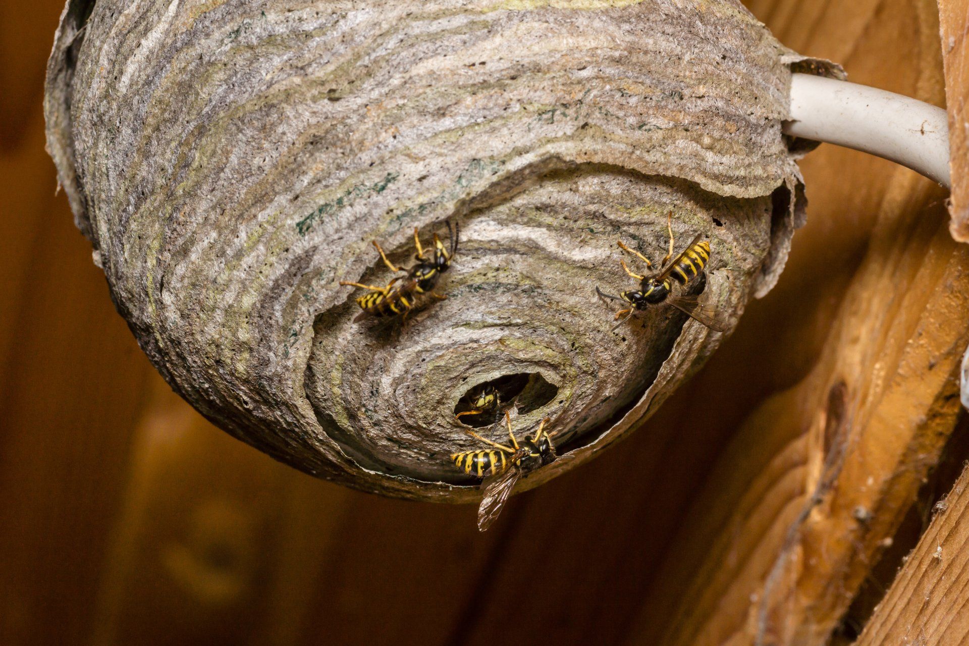 Hornets — Harrisonburg, VA — Minnick Termite & Pest Control Inc