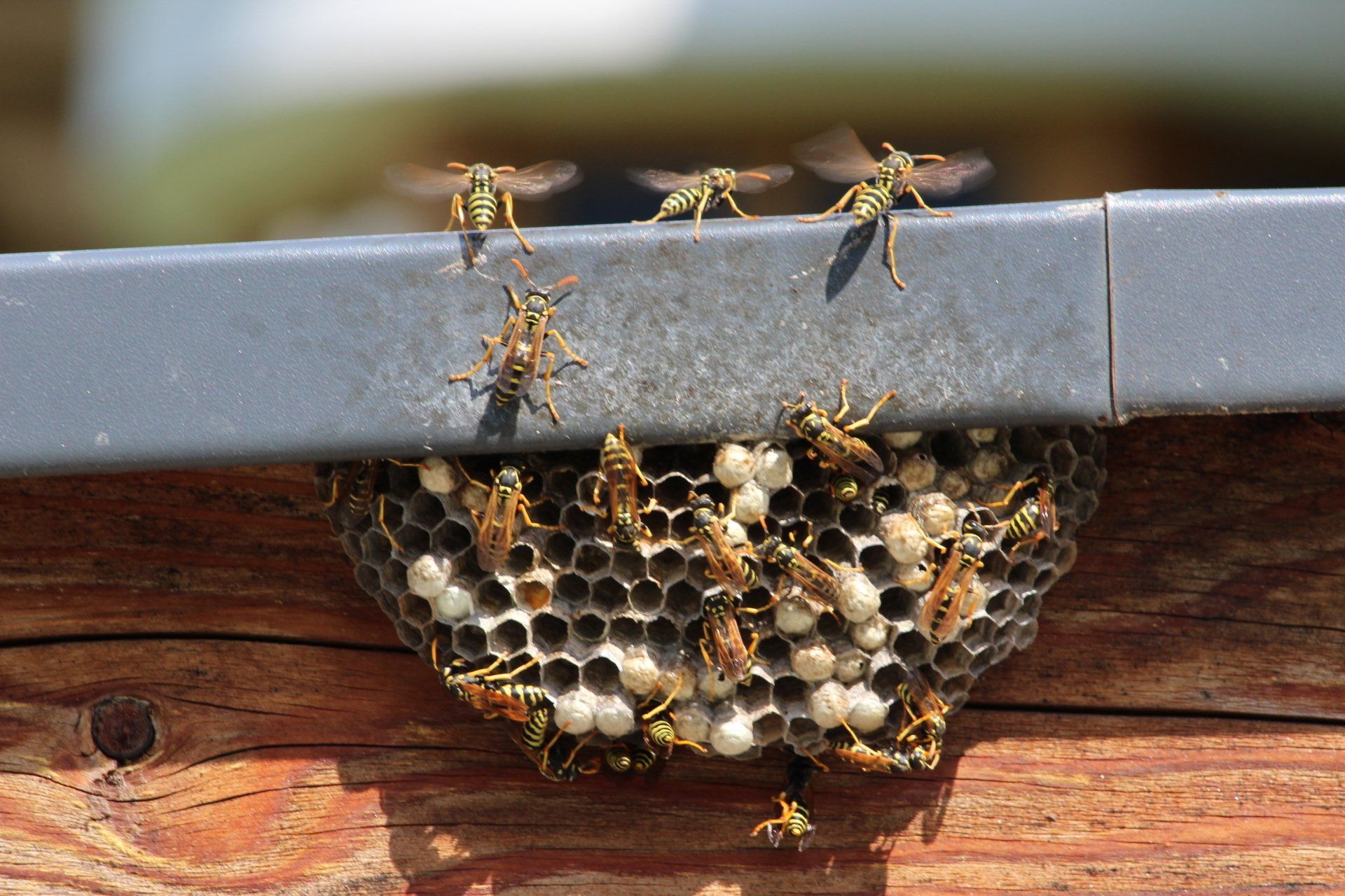 Wasps — Harrisonburg, VA — Minnick Termite & Pest Control Inc