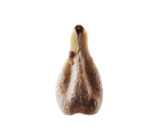 grape seed extract decreases estrogen