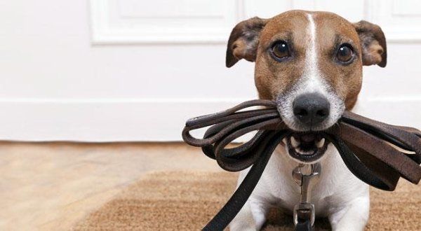 vendita Accessori per cani e gatti vendita Accessori per cani e gatti