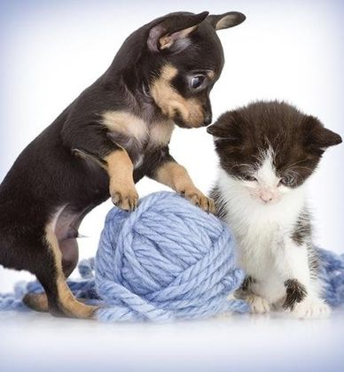 Vendita cuccioli Vendita cuccioli