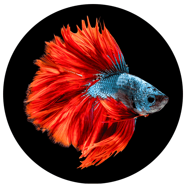 Beautiful siam fighting fish - Aquariums & Supplies Retail in Hopkins, MN Beautiful siam fighting fish - Aquariums & Supplies Retail in Hopkins, MN