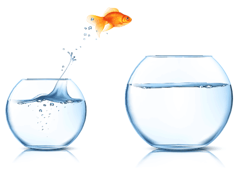 Goldfish jumping from another bowl - Aquariums & Supplies Retail in Hopkins, MN Goldfish jumping from another bowl - Aquariums & Supplies Retail in Hopkins, MN