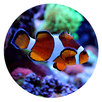 Clown Fish in aquarium - Aquariums & Supplies Retail in Hopkins, MN Clown Fish in aquarium - Aquariums & Supplies Retail in Hopkins, MN