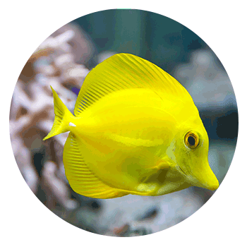 Yellow Zebrasoma fish - Aquariums & Supplies Retail in Hopkins, MN Yellow Zebrasoma fish - Aquariums & Supplies Retail in Hopkins, MN