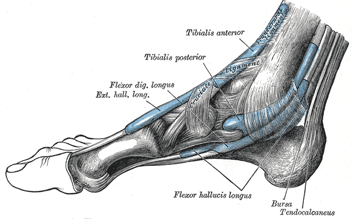 An x-ray will determine whether or not you have a stress fracture