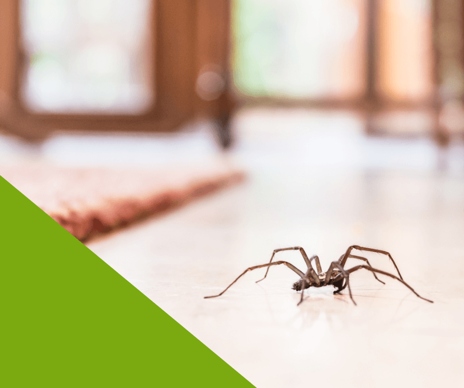 Spider-Control