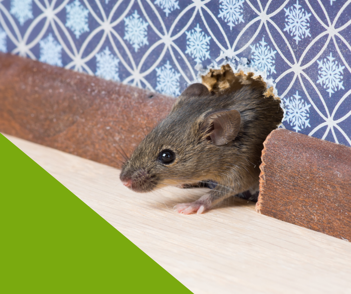 Mouse-Removal