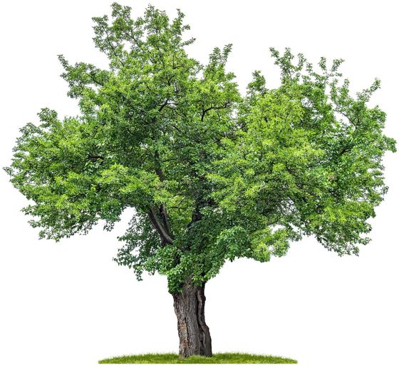 Big Tree — Circleville, OH — Giffin Tree Service