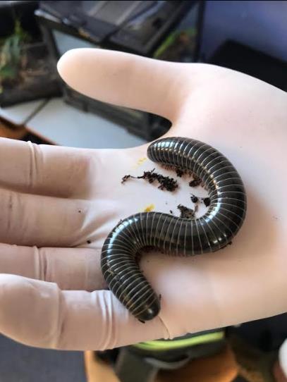 man holding a baby snake