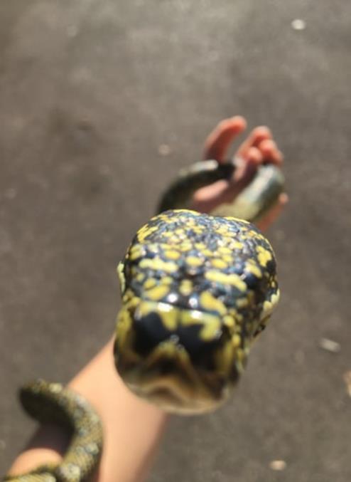 man holding a snake