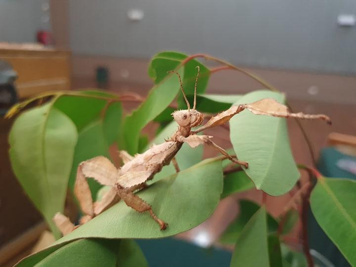 reptile on green plant