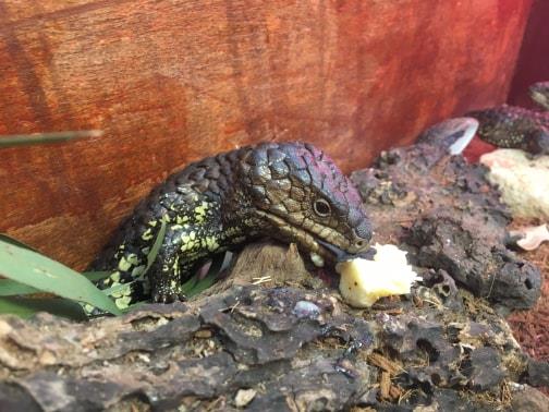 reptile