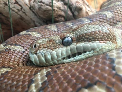 snake