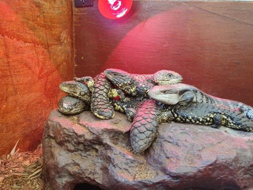snakes