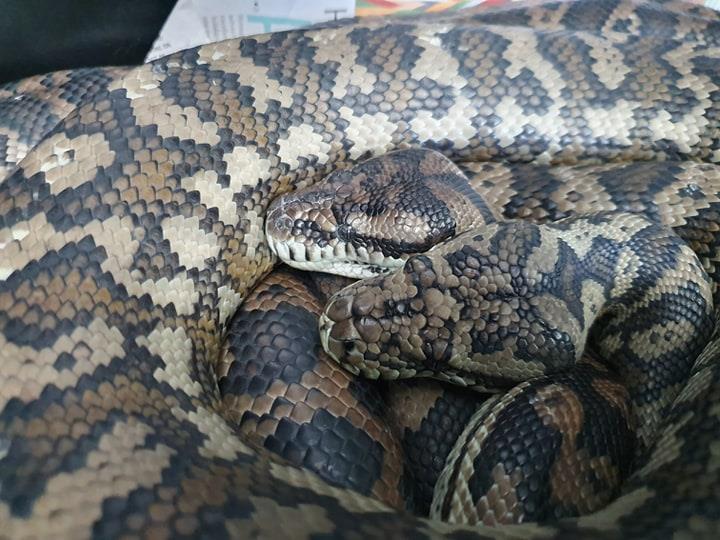 reptile