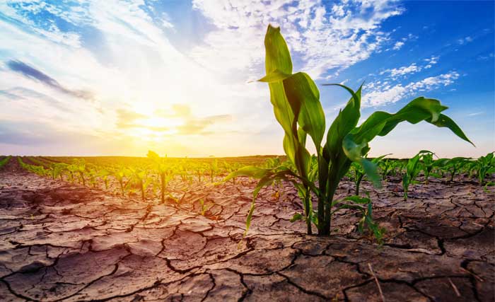 dry crop land