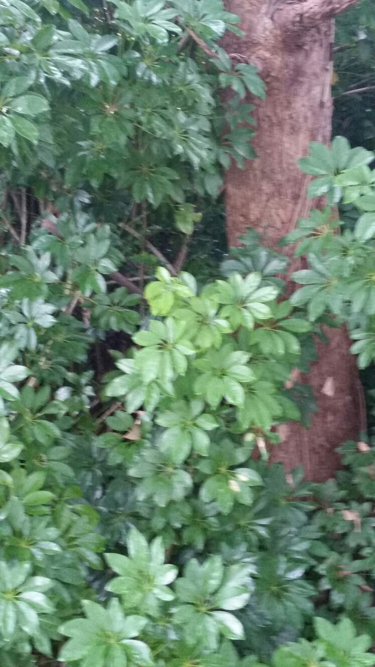 landscaping designing