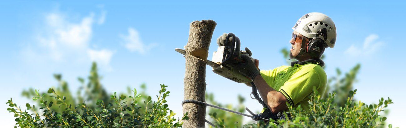 Tree Work
