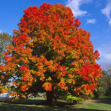 Huge Tree in Coventry, RI