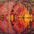 Trees in Coventry, RI