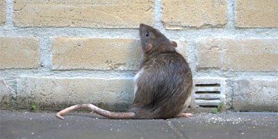 Rat - Pest Control in Dover, NH