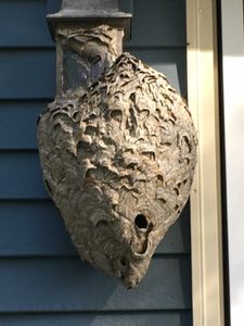 Bug Control Services —Bees Nest in Dover, NH Bug Control Services —Bees Nest in Dover, NH