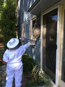 Rodent Extermination — Professional Bee Exterminator in Dover, NH Rodent Extermination — Professional Bee Exterminator in Dover, NH