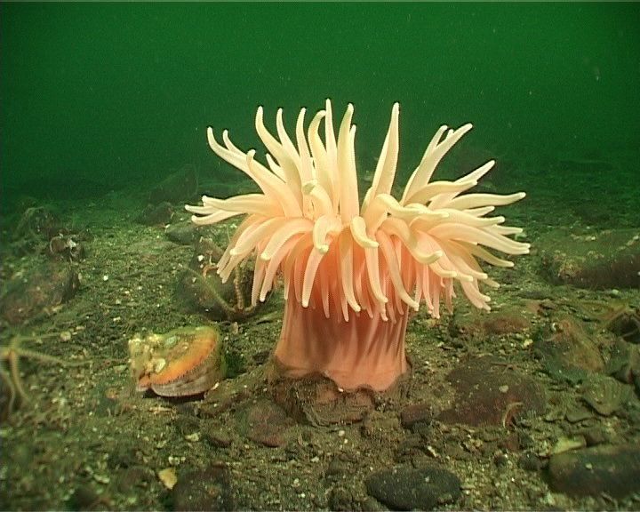 Anemones