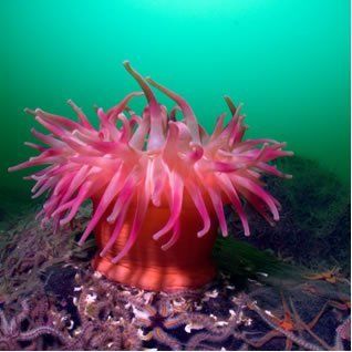 Plumrose anemone
