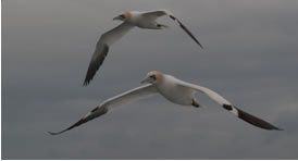 Local birds
