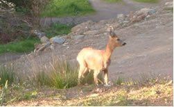 Deer roaming the hillsides.