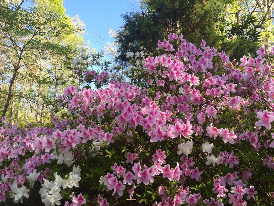 Mirta Martin's garden