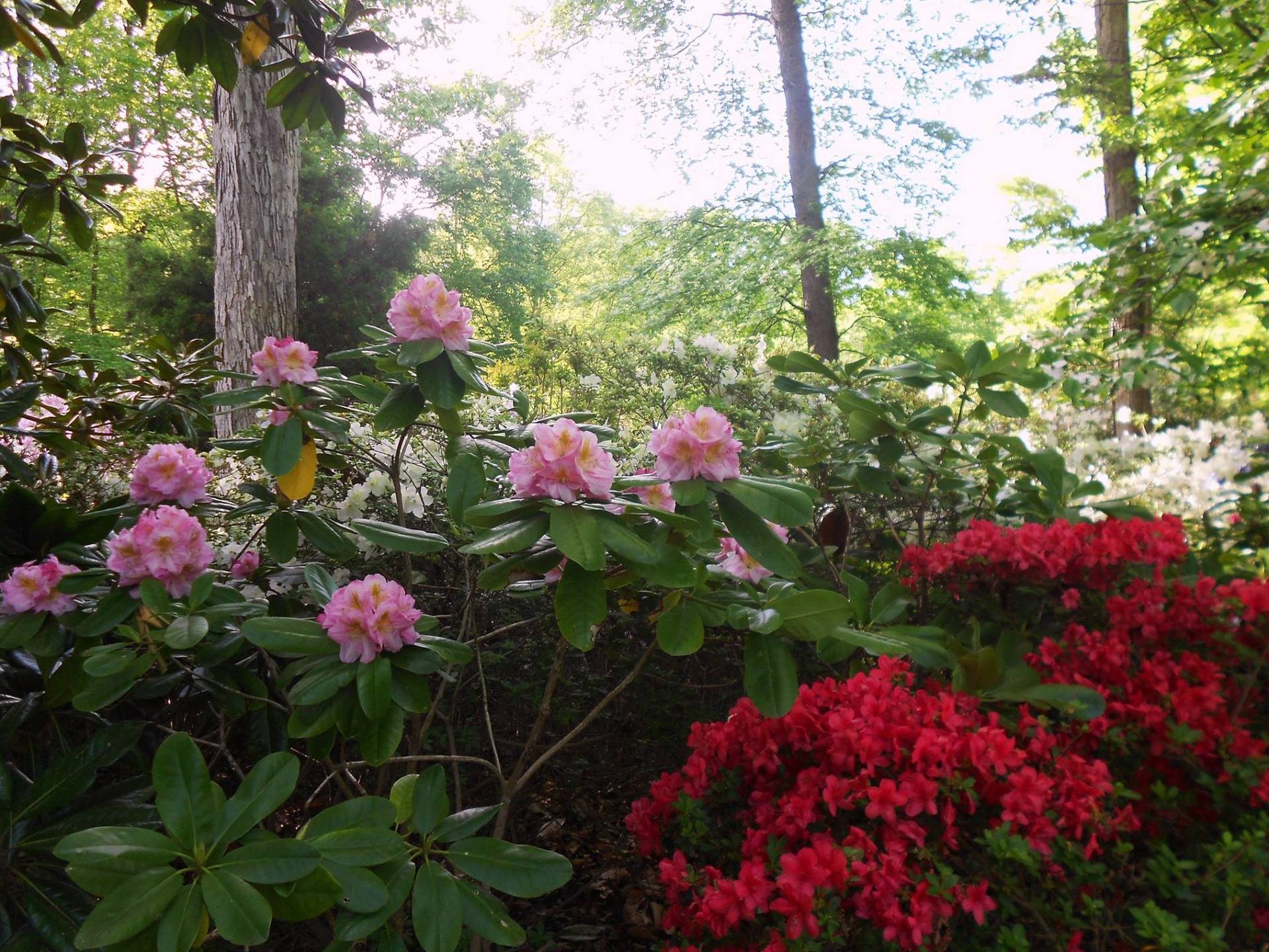 Mirta Martin's garden in Virginia