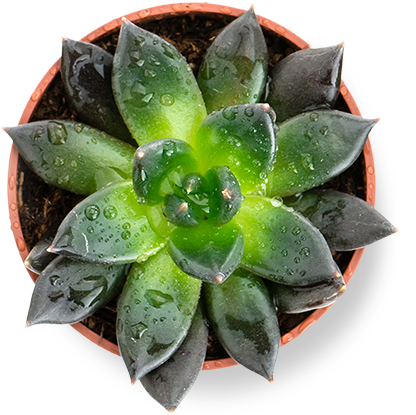 Succulent