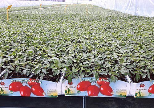 Vivaio di pomodoro ovale