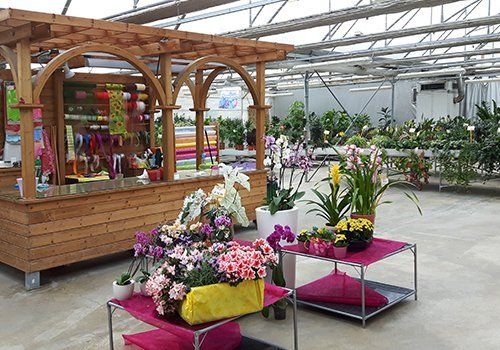 Fiori e piante verdi per regalo y per la casa