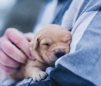 puppy