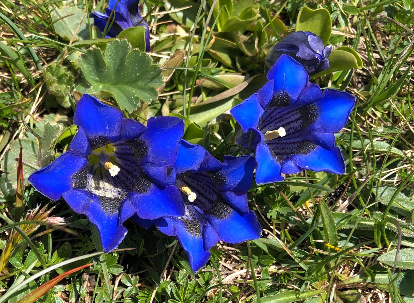 voorjaarsbloemen