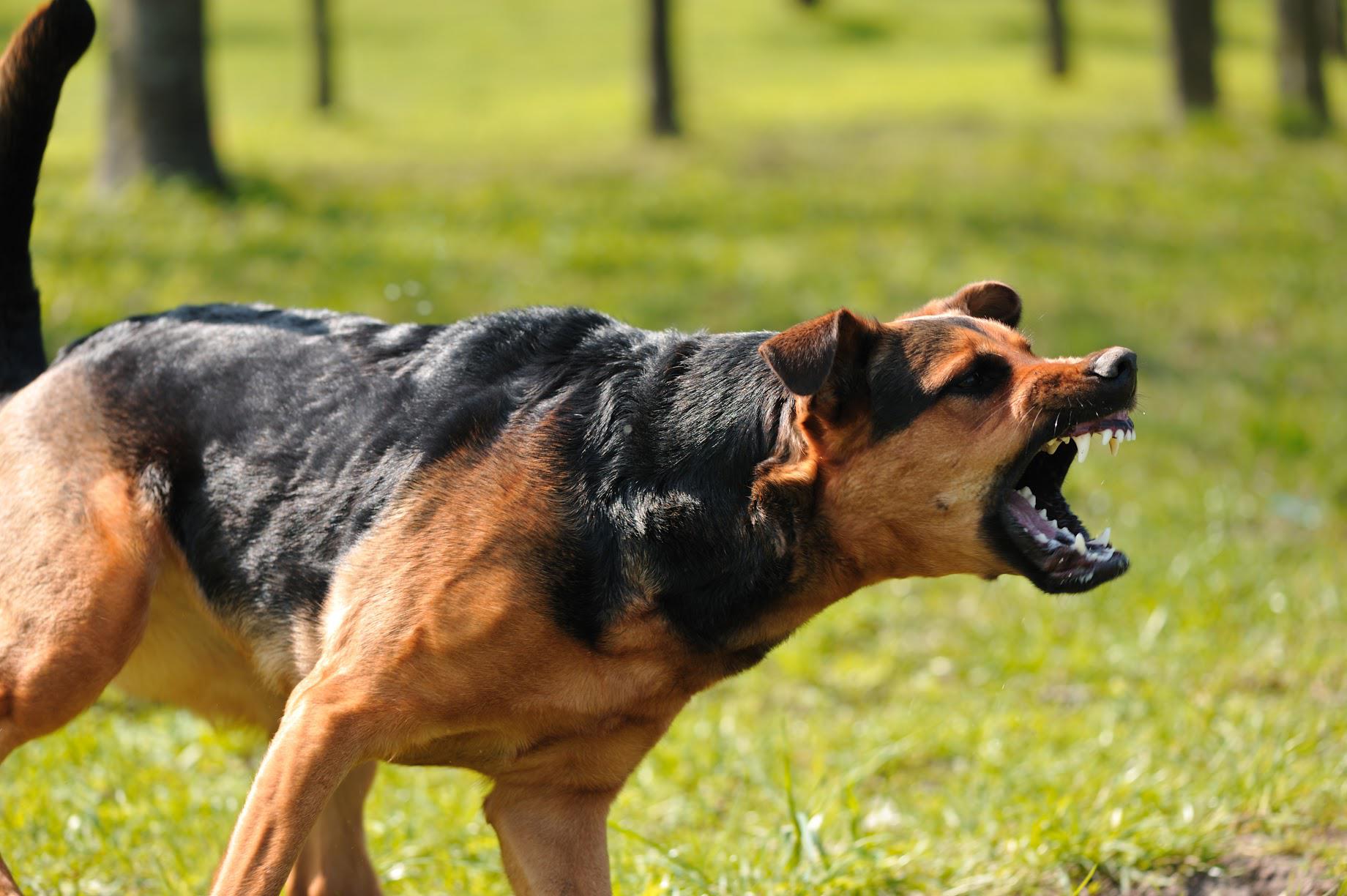 Angry brown and black dog snarling in a grassy field.