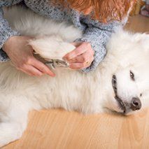 Dog being groomed