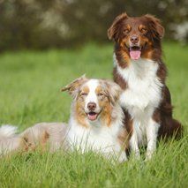 Dogs