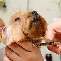 Dog being groomed