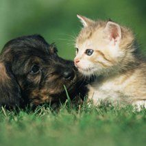 Cat and Dog