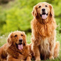 Dogs