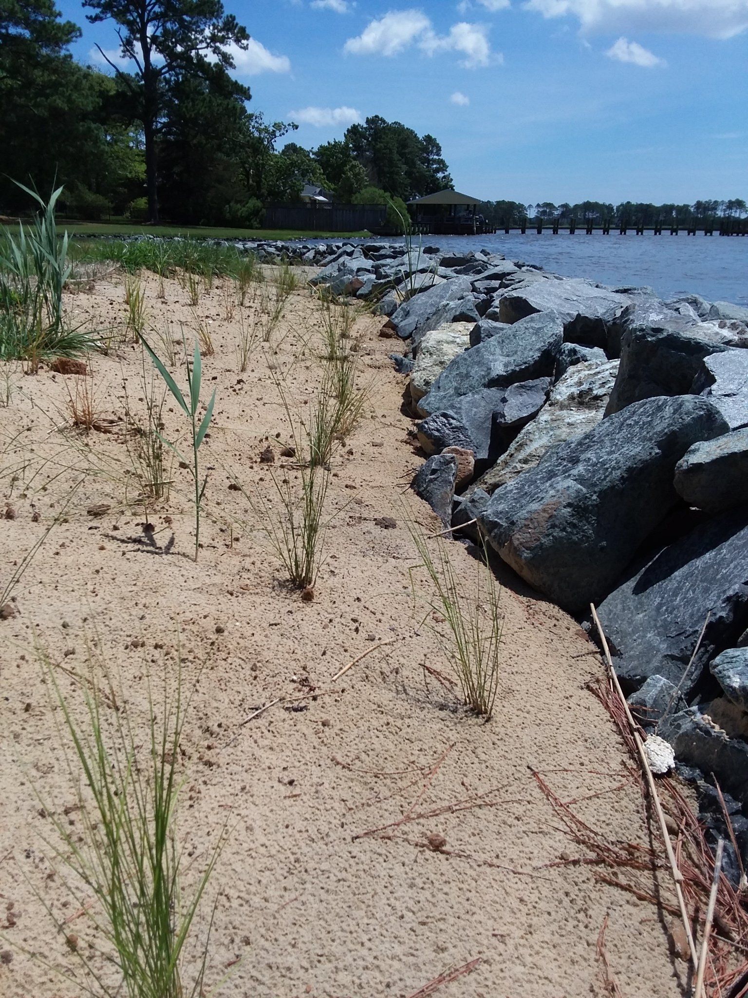 A row of dark grey stones borders a sandy shore with young, sparse green plants, set against a calm blue waterway.