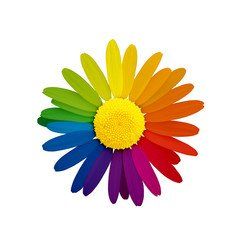 Gänseblümchen von oben in Regenbogenfarben