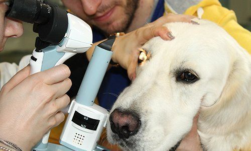 un labrador che riceve analisi della vista
