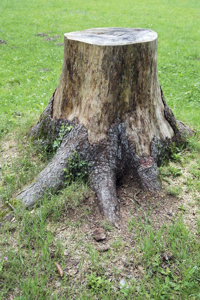 tree
