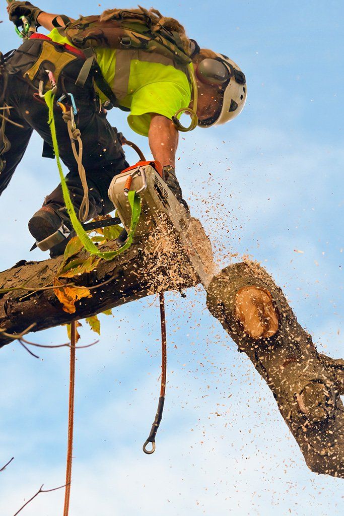 tree cutting
